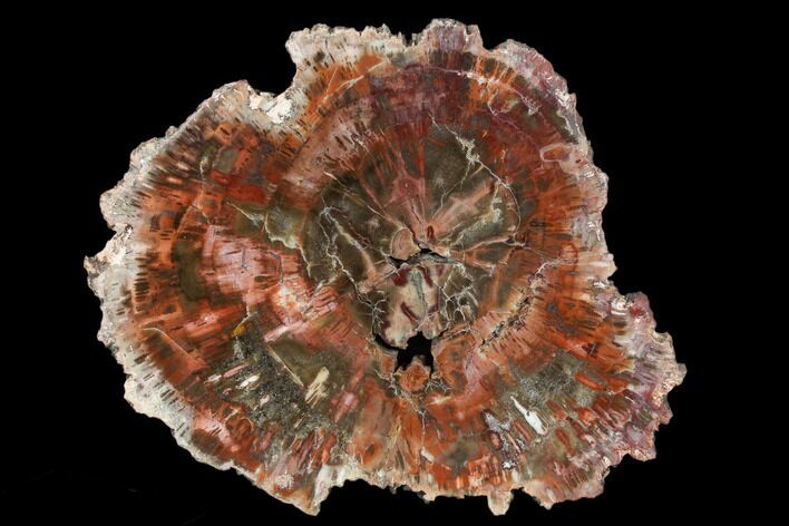 Polished Petrified Wood (Araucaria) Slab - Arizona #114517